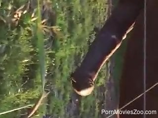 Horny man wants to play with the horse's huge dick
