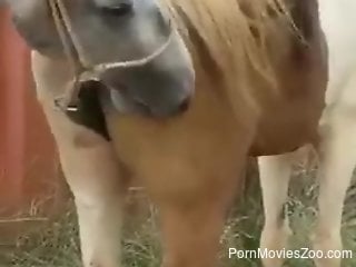 Horny male loves watching the stallion fucking the female h...