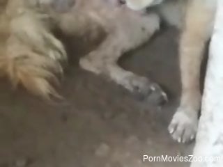 Dog licks his own cock in advance for the man to come and p...