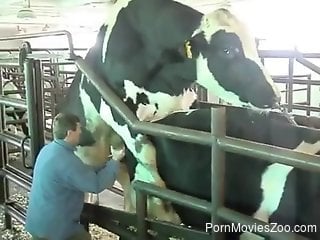 Curious man tries to join the fun when the bull fucks the cow