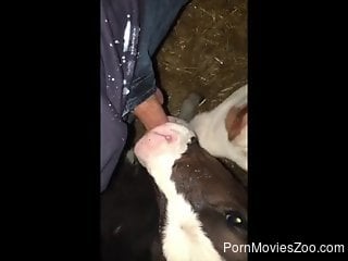 Man lets curious veal lick his penis during masturbation