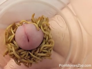 Naked man inserts cock in a jar filled with crawling worms
