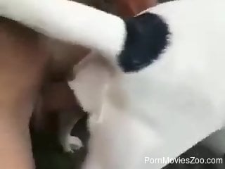Amateur man deep fucks his dog in homemade zoophilia