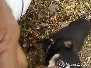 Nude male allows curious dog to approach and lick his dick