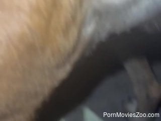 Man ass fucks dog in ruthless scenes in midnight XXX scenes