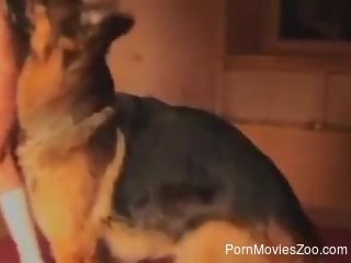 Amateur woman reveals her slutty side in homemade zoophilia