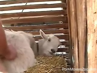 Aroused farmer fucks one of the animals with a condom on