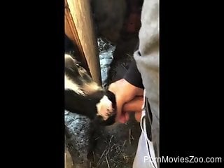 Man feels sexually stimulated when the veal licks his dick