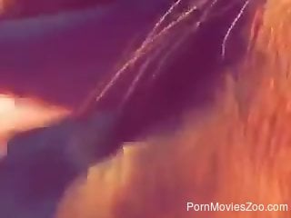 Zoophile is humping brown horse at the beach