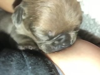 Little puppy is taking part in zoo porn session