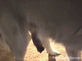 Mature slut lets the furry dog stimulate her cunt in rough ...