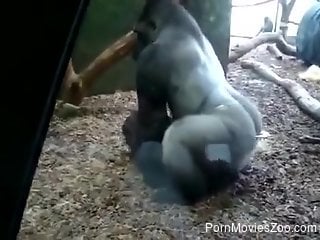 Gorilla at the zoo turns audience on with its sexual rituals