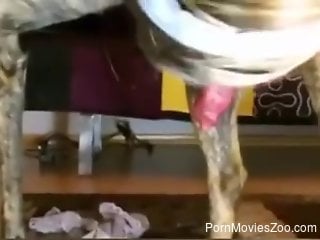 Slim cam slut shows off ready to fuck with her dog