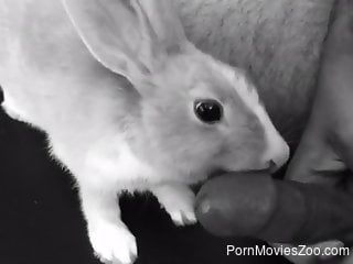 curious rabbit licks man's huge penis when he masturbates