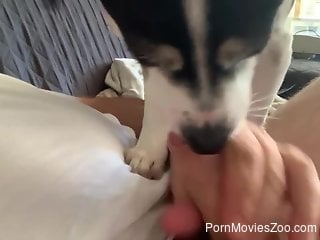 Small dog licks owner's cock during homemade jerk off scene