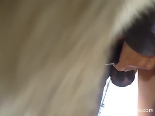 Sexy woman rubs the horse's cock over the pussy for intense...