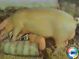 Animal porn and bestiality