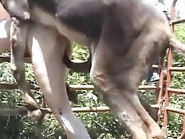 Zoo porn and zoo sex video