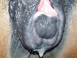 XXX Zoo video