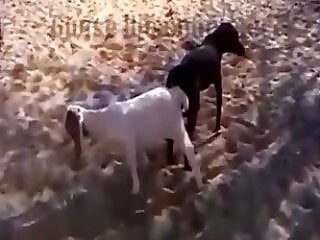 Zoo Zoo Sex Porn