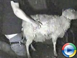 XXX bestiality zoo porn