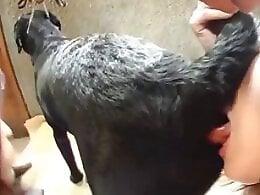 Zoo Porn