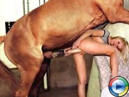 Zoo Zoo Sex Porn
