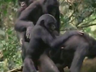 Zoo Zoo Sex Porn