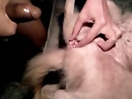 Animal porn videos and ZOO PORN