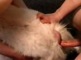 Zoophilia porn and animal sex
