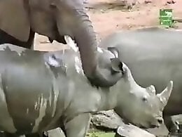 Zoo porn and zoo sex video