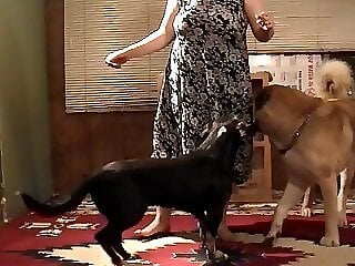 Animal Porn