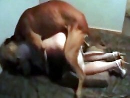 Zoo porno and bestiality