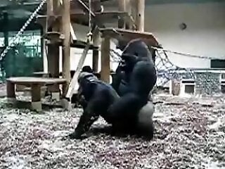 Animal porn and bestiality