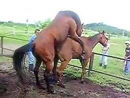 Horse animal porn