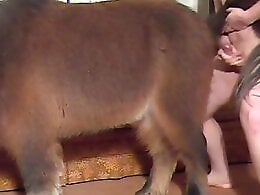 Zoo Porn