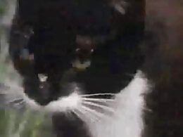 Zoo porn and zoo sex video