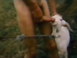 260px x 195px - Lustful sheep is giving this guy a fantastic blowjob