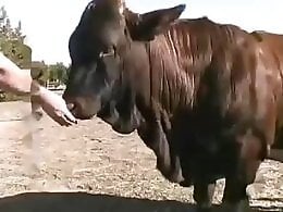 Zoo porn and zoo sex video