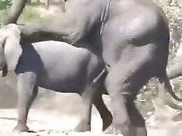 Animal Porn XXX Sex Movies