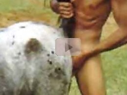 Animal porn and bestiality