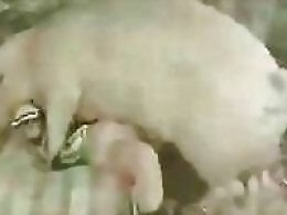 Animal porn and bestiality
