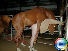 Animal porn and bestiality