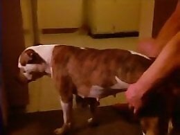 XXX Animal Porn