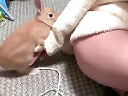 Animal porn and bestiality