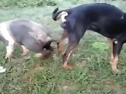 Zoo Zoo Sex Porn