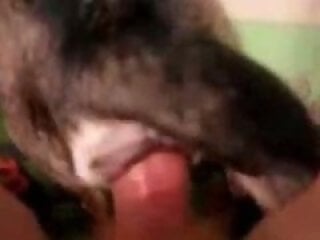 Animal Porn XXX Sex Movies