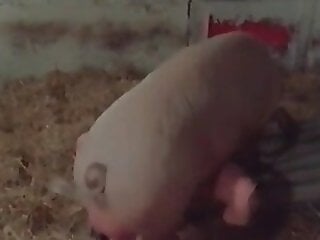 Animal porn and bestiality