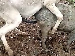 Zoo porno and bestiality