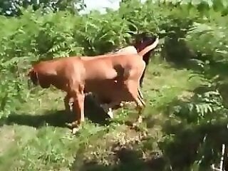 Zoophilia porn and animal sex